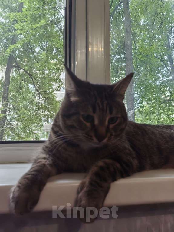 Кошки в Уфе: Тима Мальчик, Бесплатно - фото 2