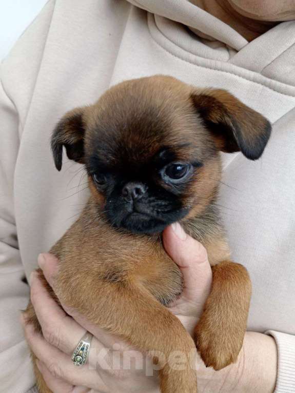 Собаки в Туле: Моя Прелнсть Девочка, 35 000 руб. - фото 5