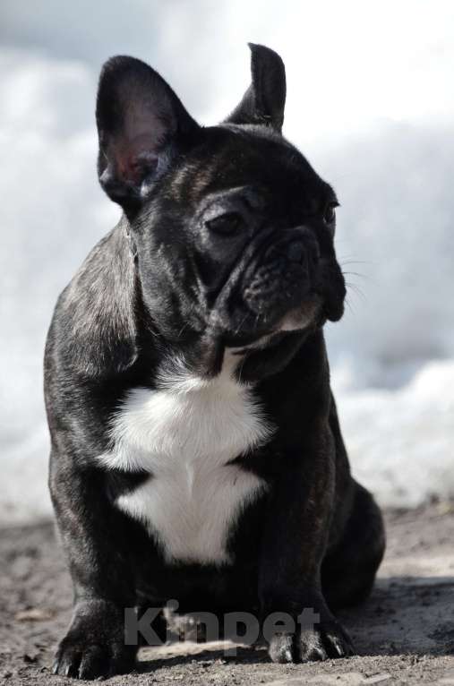 Собаки в Старом Купавне: Юная красотка Девочка, 50 000 руб. - фото 6