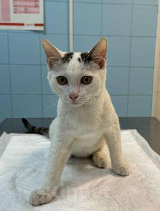 Кошки в Москве: Белый котенок подросток Месси в добрые руки Мальчик, 1 руб. - фото 5