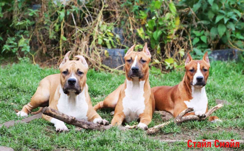 Собаки в Сергиеве Посаде: Щенки американского стаффордширтерьера Мальчик, 60 000 руб. - фото 6