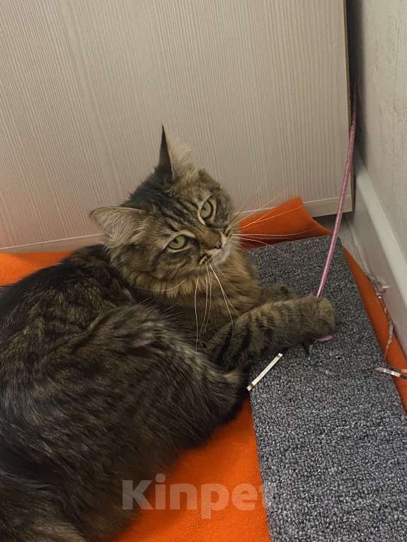 Кошки в Красногорске: Отдам в добрые руки Девочка, Бесплатно - фото 1