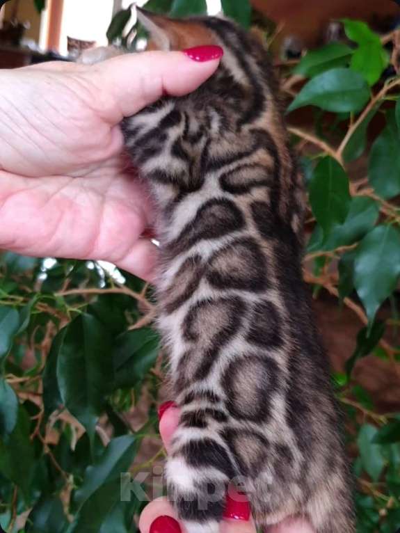 Кошки в Симферополе: Бенгальские котята Мальчик, 75 000 руб. - фото 1