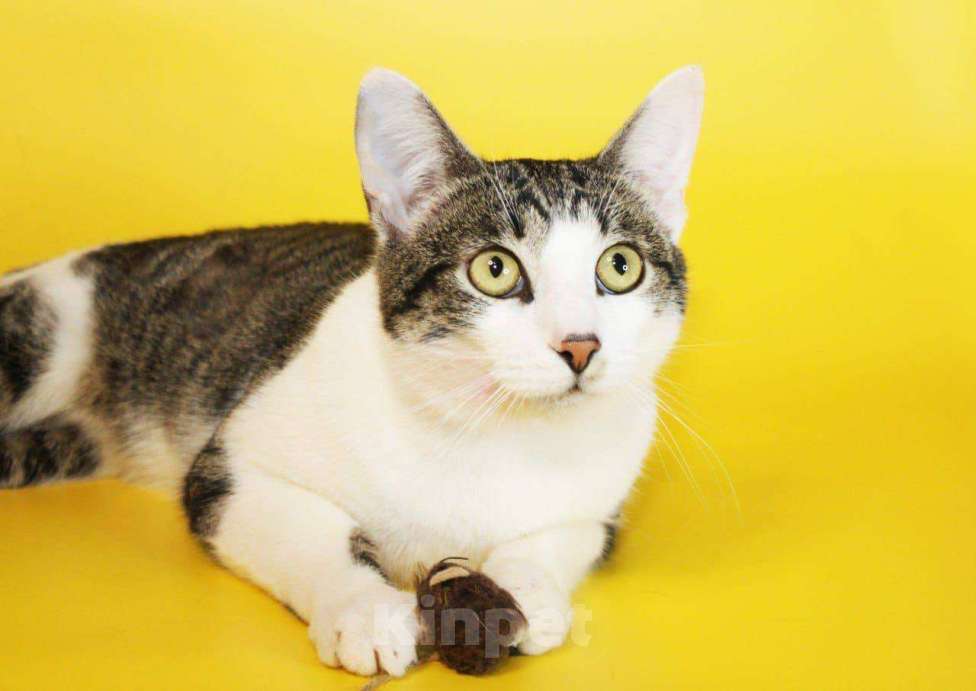 Кошки в Москве: котенок Митя ищет дом Мальчик, Бесплатно - фото 2