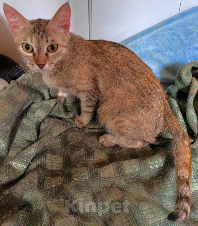 Кошки в Уфе: Кошечка Сима в добрые руки Девочка, Бесплатно - фото 4