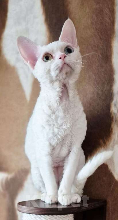 Кошки в Москве: Чудо кот в добрые руки Мальчик, 35 000 руб. - фото 4