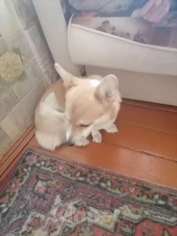 Собаки в Усть-Куте: Отдам в добрые руки Девочка, Бесплатно - фото 2