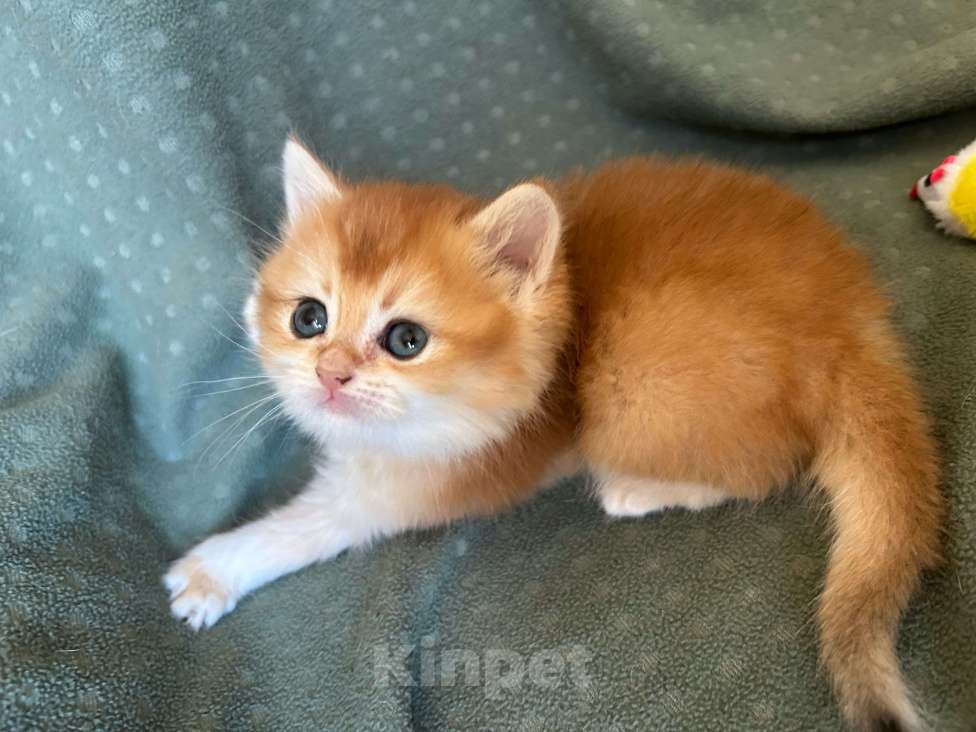 Кошки в Москве: Золотая шиншилла девочка Солнышко Девочка, 30 000 руб. - фото 10