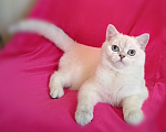 Кошки в Санкт-Петербурге: Котенок британской шиншиллы. Мальчик, 35 000 руб. - фото 1