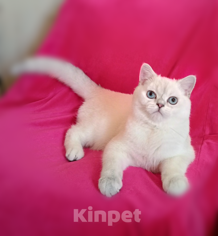 Кошки в Санкт-Петербурге: Котенок британской шиншиллы. Мальчик, 35 000 руб. - фото 1