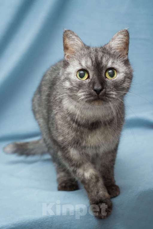 Кошки в Москве: Это история Тиши, кота, которого предали  Мальчик, Бесплатно - фото 2