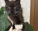 Кошки в Москве: Котенок в добрые руки Девочка, Бесплатно - фото 5
