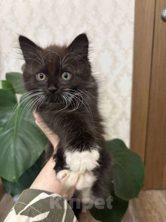 Кошки в Москве: Котенок в добрые руки Девочка, Бесплатно - фото 5