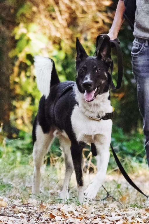 Собаки в Павловском Посаде: Ричик ищет дом Мальчик, Бесплатно - фото 7