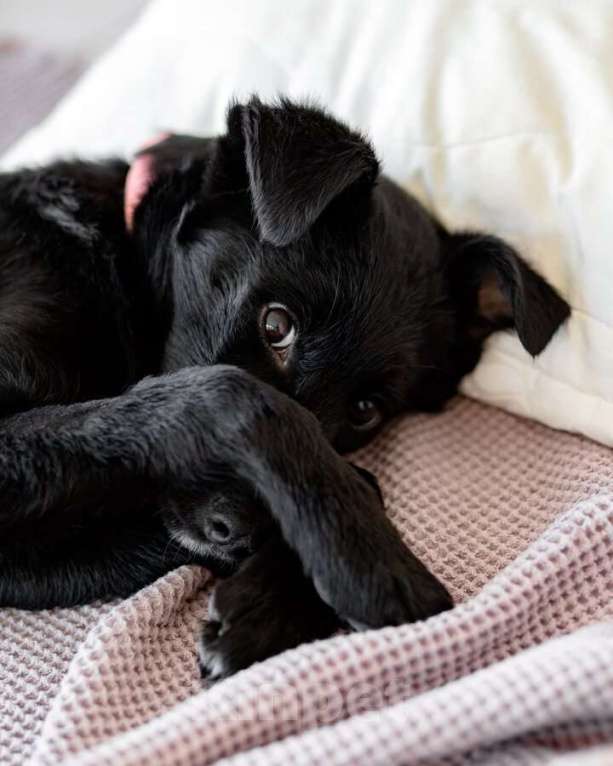 Собаки в Москве: Маленькая Молли ищет свой дом! Девочка, Бесплатно - фото 4