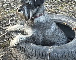 Собаки в Калуге: Цвергшнауцер Мальчик, 10 000 руб. - фото 1