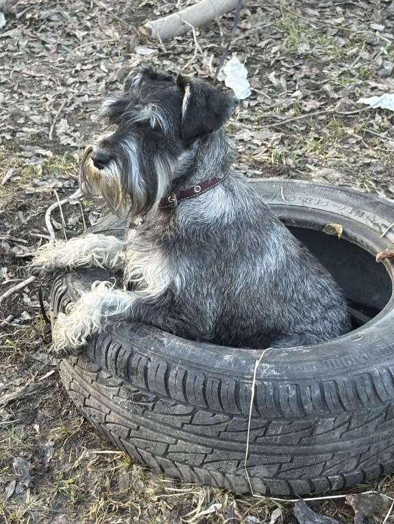 Собаки в Калуге: Цвергшнауцер Мальчик, 10 000 руб. - фото 1