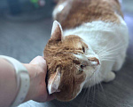 Кошки в Санкт-Петербурге: Яркий и ласковый кот Павлик Мальчик, Бесплатно - фото 2