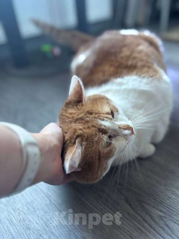 Кошки в Санкт-Петербурге: Яркий и ласковый кот Павлик Мальчик, Бесплатно - фото 2