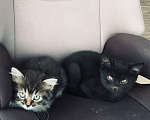Кошки в Домодедово: Отдам котят в добрые руки!  Мальчик, Бесплатно - фото 1