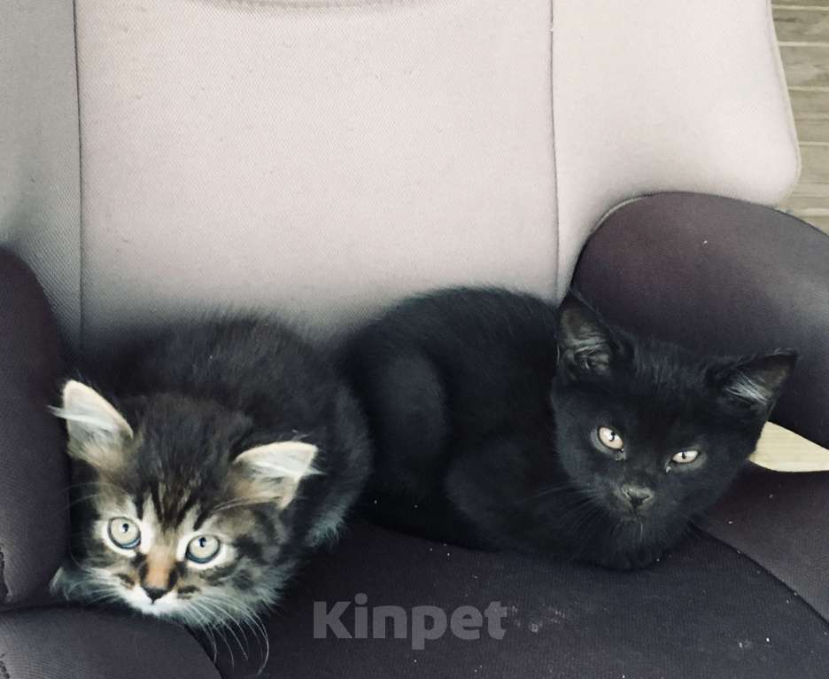 Кошки в Домодедово: Отдам котят в добрые руки!  Мальчик, Бесплатно - фото 1