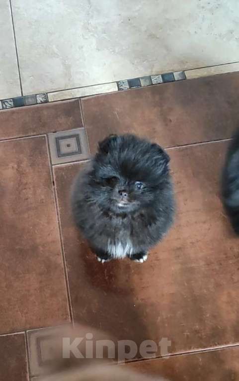 Собаки в Раменском: Померанский шпиц мальчик.  Мальчик, 50 000 руб. - фото 2