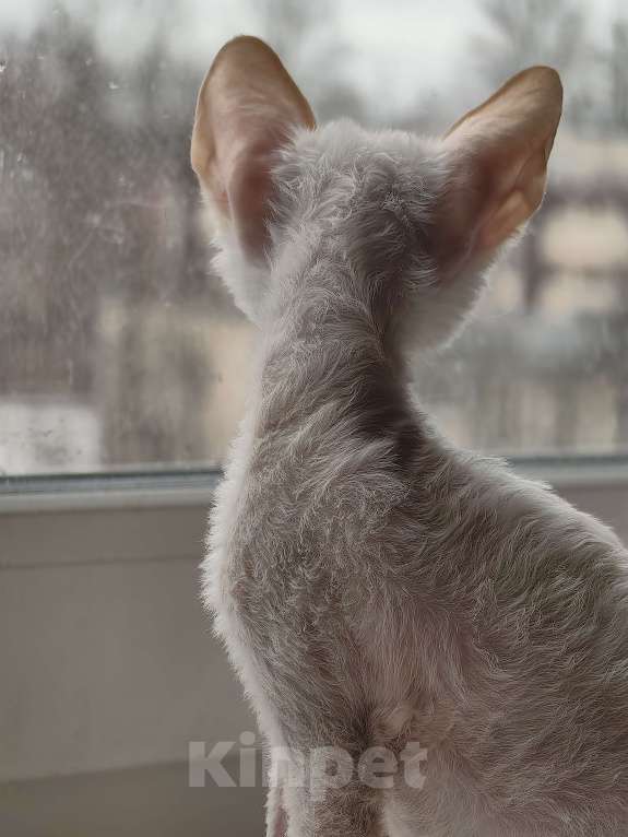 Кошки в Санкт-Петербурге: Busilda Девочка, 40 000 руб. - фото 5