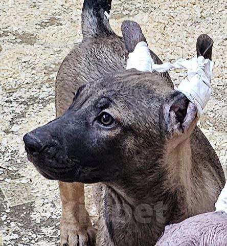 Собаки в Великом Новгороде: Ксолоитцкуинтли в шерсти Мальчик, 7 000 руб. - фото 1