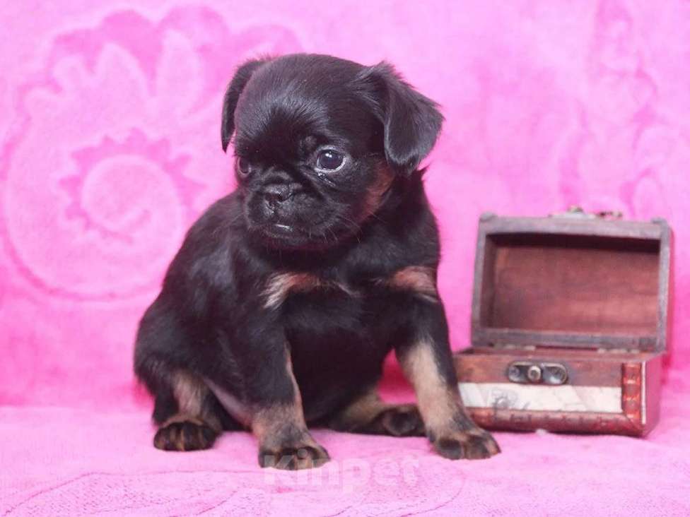 Собаки в Санкт-Петербурге: Ваше счастье Мальчик, 80 000 руб. - фото 2