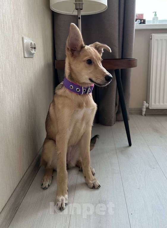 Собаки в Уфе: Щенок Девочка, 300 руб. - фото 2