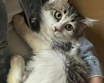 Кошки в Москве: Котёнок Ясна целыми днями одна на передержке Девочка, Бесплатно - фото 2