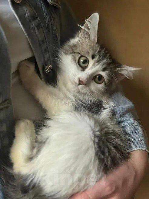 Кошки в Москве: Котёнок Ясна целыми днями одна на передержке Девочка, Бесплатно - фото 2