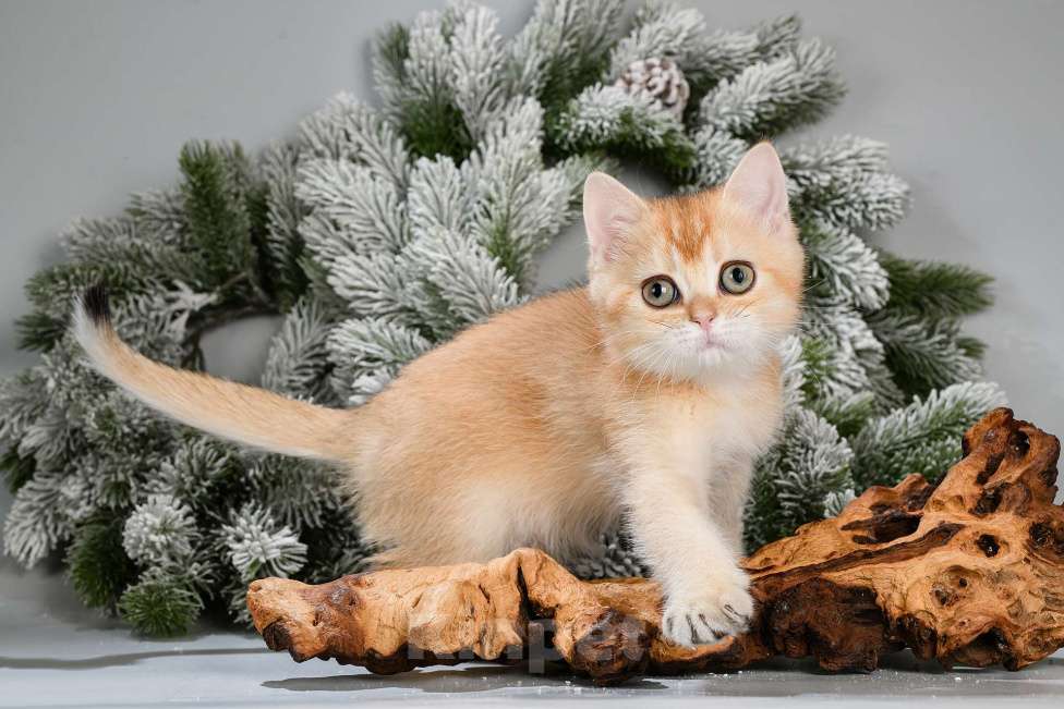 Кошки в Москве: Британские котята. Красивый подарок на 8 Марта Мальчик, Бесплатно - фото 2