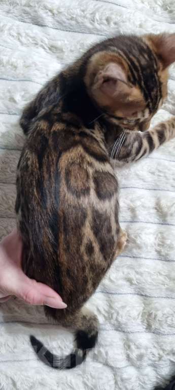 Кошки в Кемерово: Продам Бенгальских котят с документами Мальчик, 50 000 руб. - фото 7