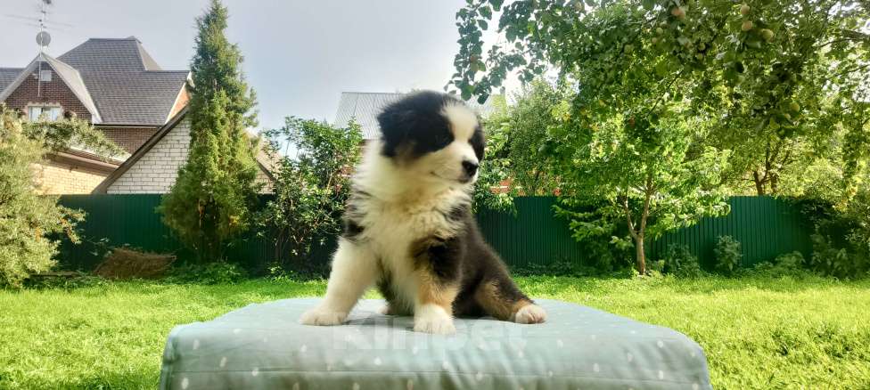 Собаки в Домодедово: Щенок Австралийской овчарки  Девочка, 80 000 руб. - фото 7