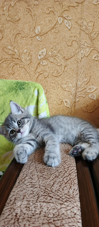 Кошки в Севастополе: Шотландский прямоухий котёнок Мальчик, 13 000 руб. - фото 10