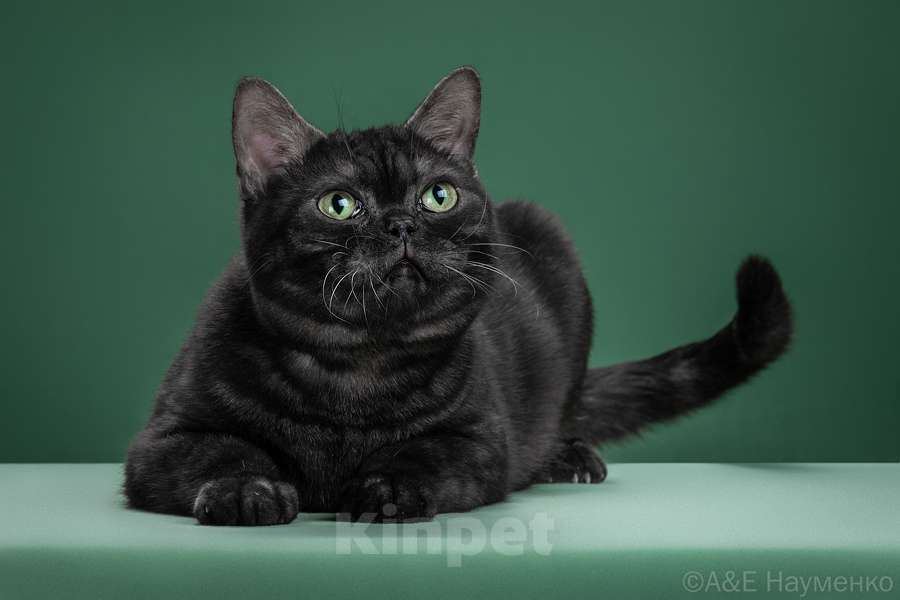 Кошки в Ликино-Дулево: Американская короткошерстная Мальчик, Бесплатно - фото 2