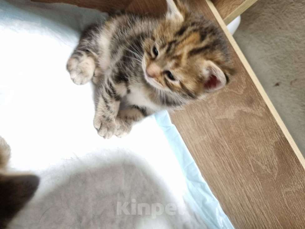 Кошки в других городах Московской области: Котята от шотландской кошки отец неизвестен  Девочка, Бесплатно - фото 7