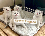 Кошки в Перми: Рэгдолл котята для Вас Девочка, 60 000 руб. - фото 1