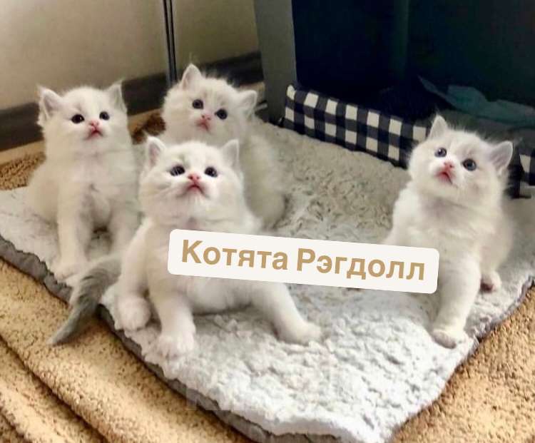 Кошки в Перми: Рэгдолл котята для Вас Девочка, 60 000 руб. - фото 1