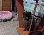 Собаки в Болоховом: коричневая померашка Девочка, 8 500 руб. - фото 4