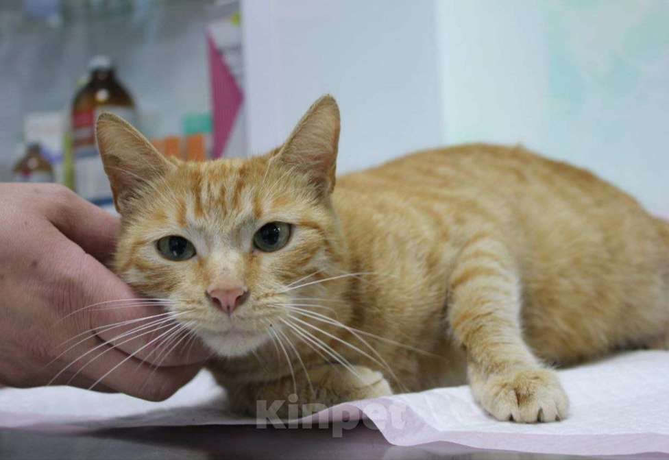 Кошки в Москве: Рыженькое солнышко Ася в поисках семьи Девочка, Бесплатно - фото 2