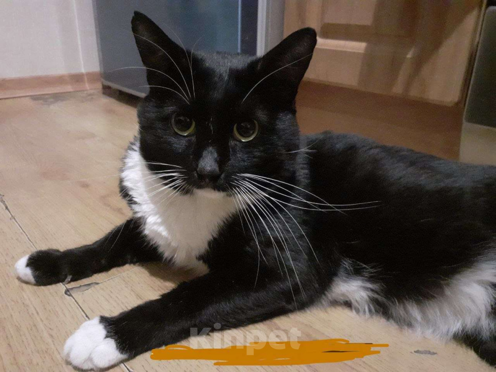 Кошки в Москве: Котик Чулочек ищет дом Мальчик, Бесплатно - фото 2