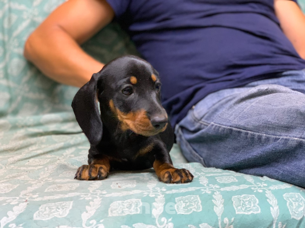 Собаки в Москве: Мальчик такса Мальчик, 40 000 руб. - фото 4