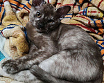 Кошки в Серпухове: Бурманский котенок Девочка Девочка, 14 000 руб. - фото 6