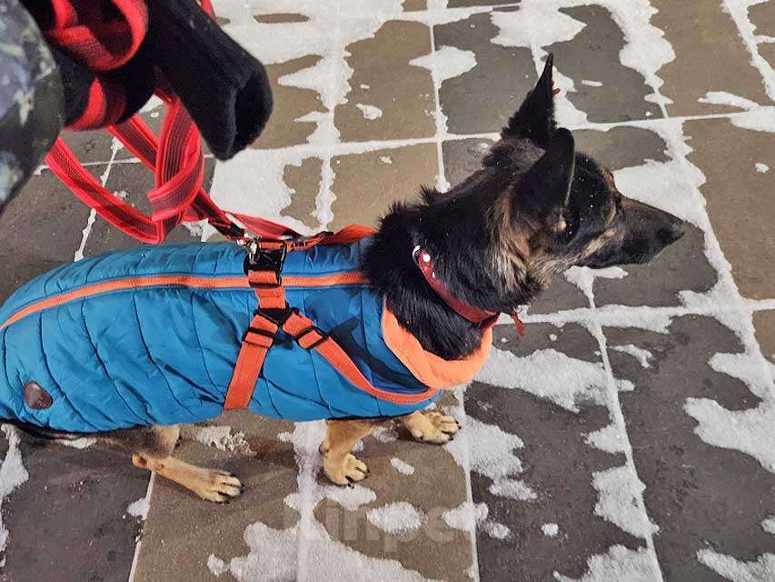 Собаки в Москве: Молодая собака Вита, немецкая овчарка ищет дом Девочка, 10 руб. - фото 5