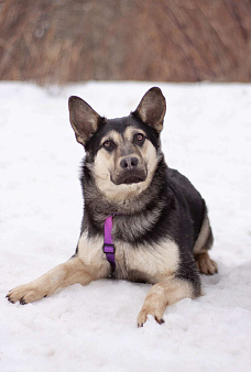 Тайми очень спокойная девочка, в поисках любящей семьи