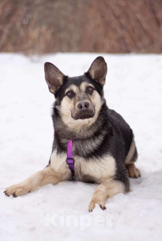 Собаки в Москве: Тайми очень спокойная девочка, в поисках любящей семьи Девочка, Бесплатно - фото 1