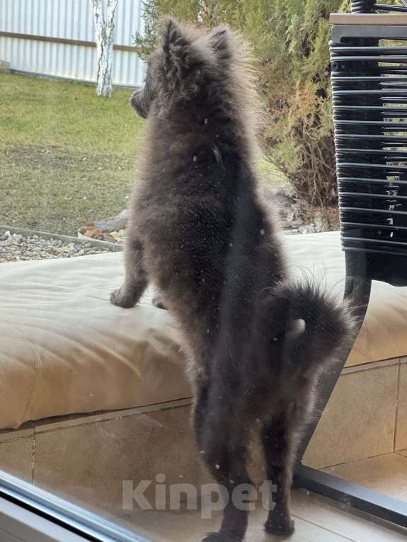 Собаки в Минеральном Воде: Красавчик Ричи Мальчик, 20 000 руб. - фото 8