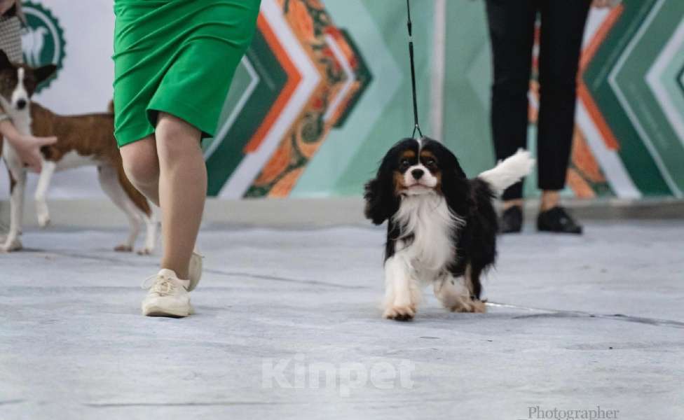 Собаки в Москве: Девочка триколор кавалера  Девочка, 160 000 руб. - фото 1